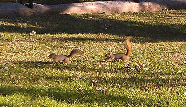 Squirrel chase!